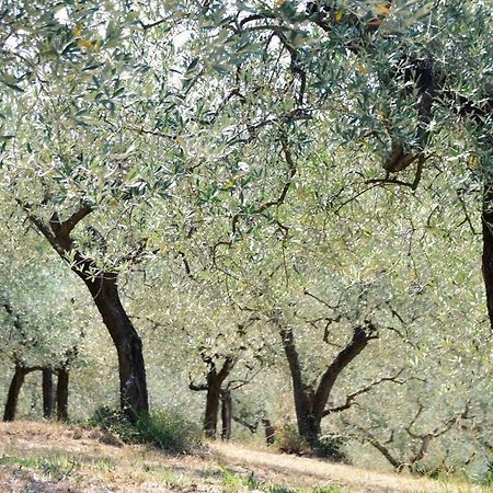 B&B Lavanda E Rosmarino Ассізі Екстер'єр фото