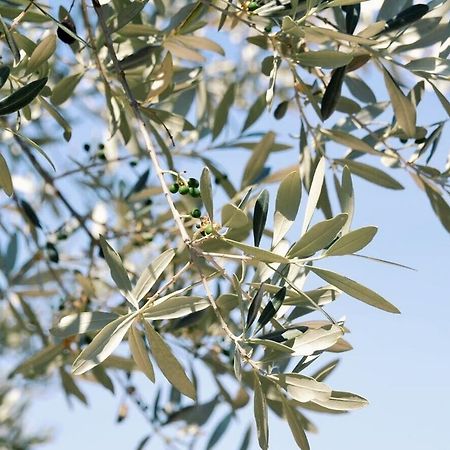 B&B Lavanda E Rosmarino Ассізі Екстер'єр фото