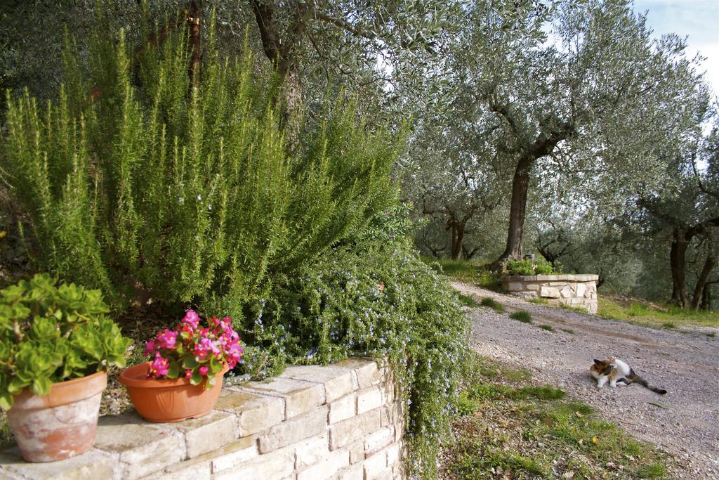 B&B Lavanda E Rosmarino Ассізі Екстер'єр фото