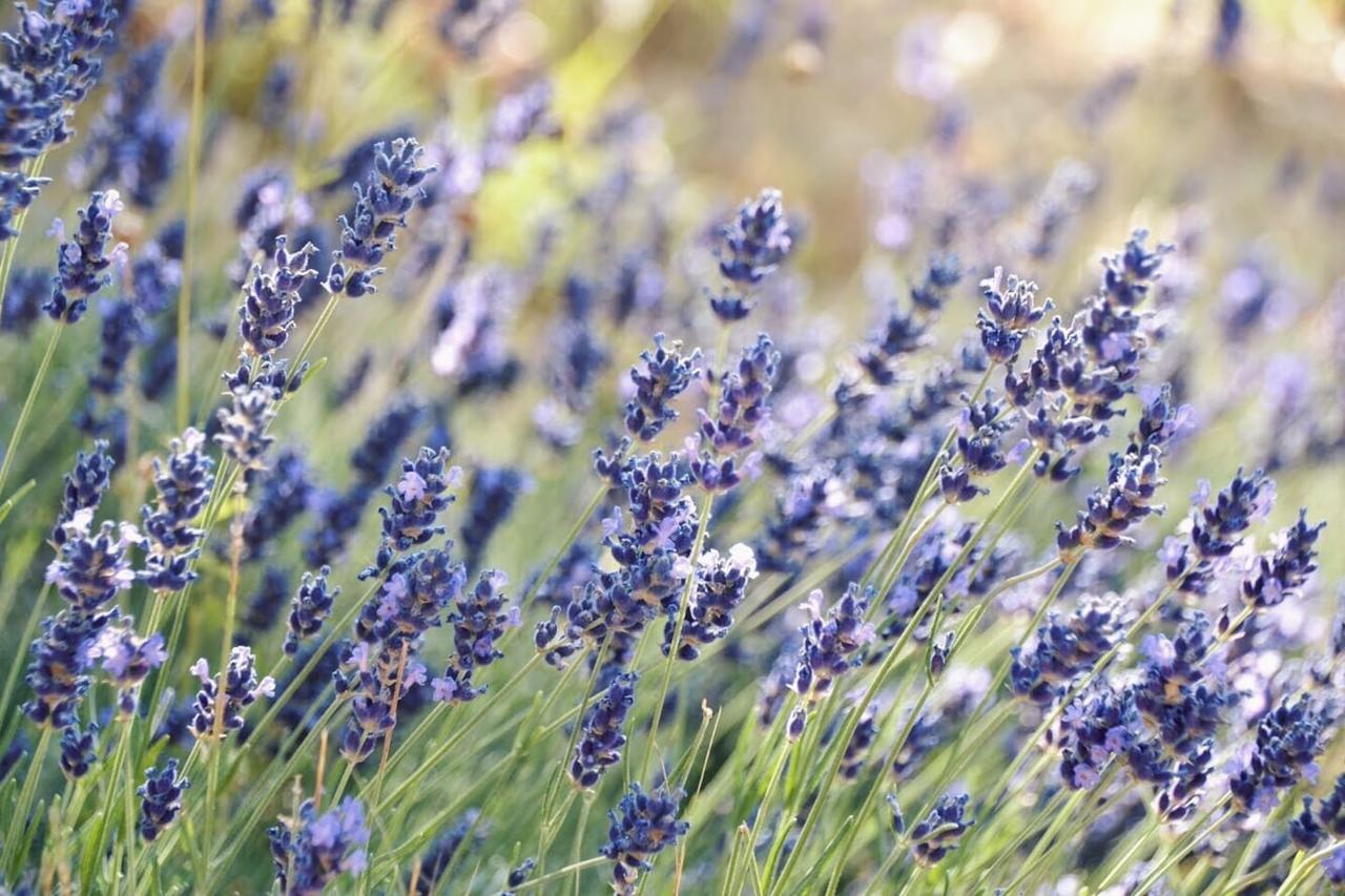 B&B Lavanda E Rosmarino Ассізі Екстер'єр фото